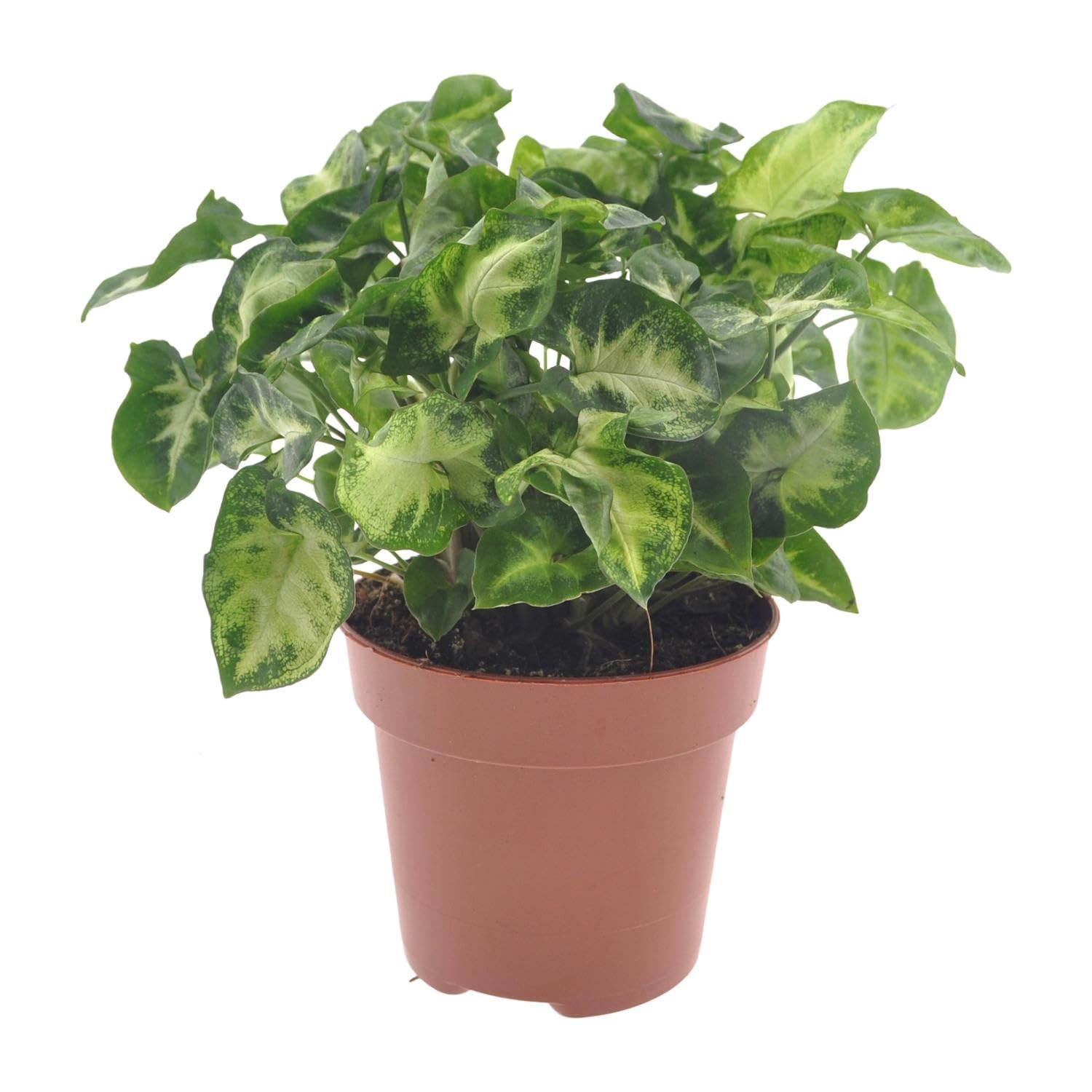 Syngonium Pixie feuillage persistant bicolore pot de 12cm