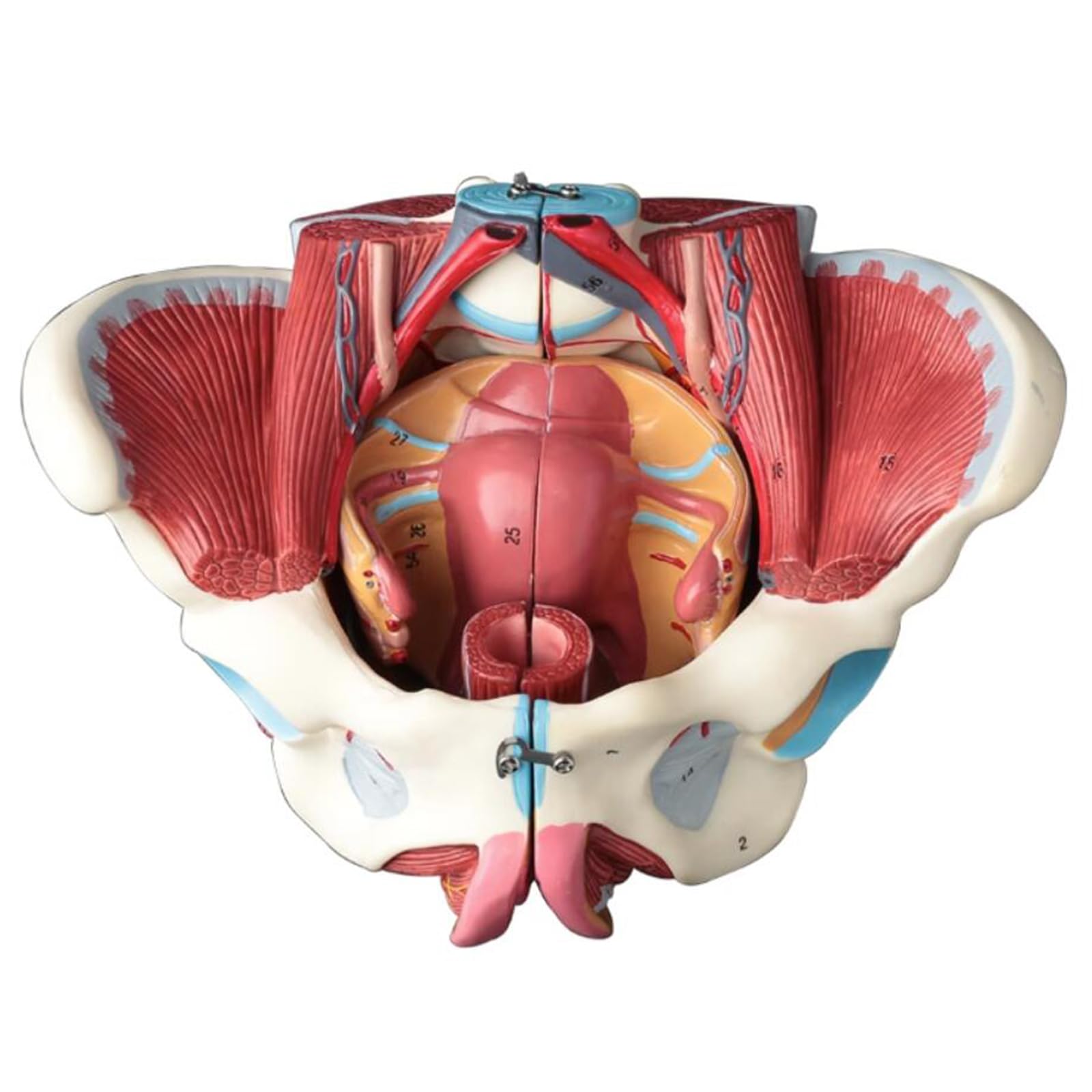 Modello di Bacino Femminile con Nervo Vascolare - Modello Educativo di cavità Pelvica Femminile - per L'insegnamento E L'apprendimento Medico, Forniture di Laboratorio