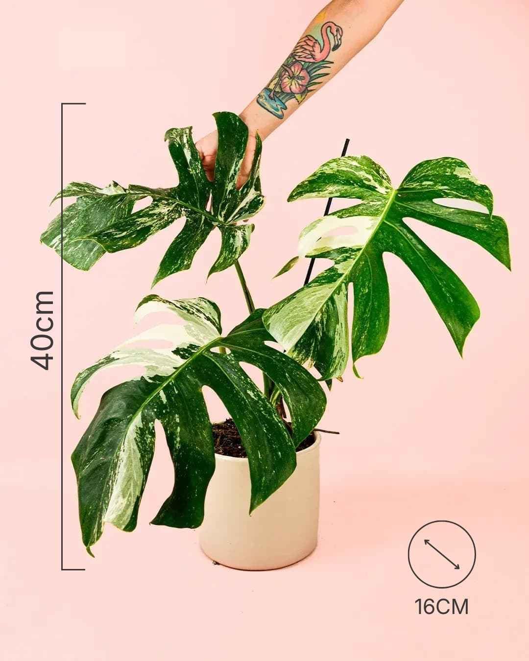 PUR PLANT Monstera Variegada | Costilla de Adán Variegada (Monstera deliciosa) | Planta Natural de Interior Grande | Maceta de Ø 16 cm