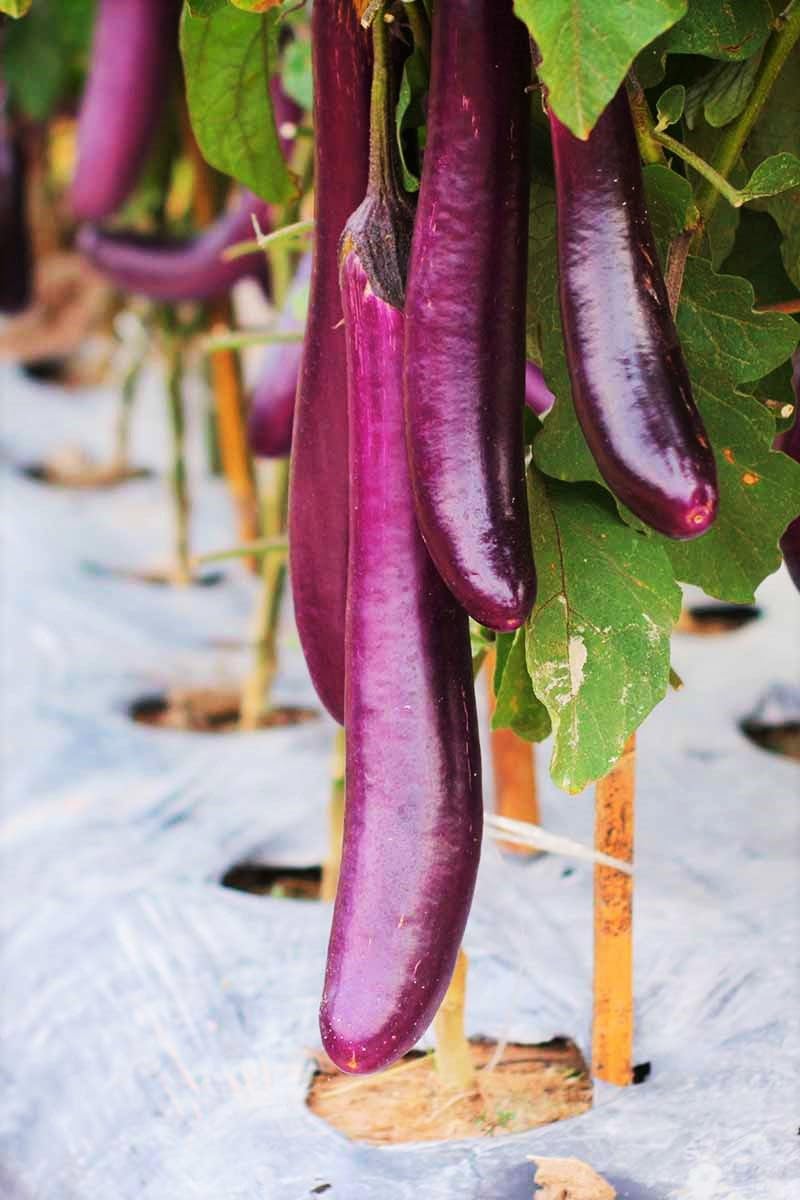 Amazon.com : TomorrowSeeds - Purple Shine Chinese Eggplant Seeds