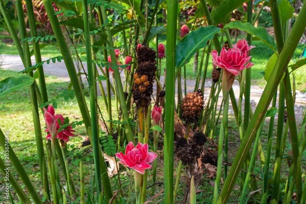 Amazon.com : 10 Premium Seeds of Etlingera Elatior Pink | Torch