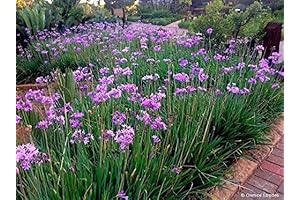 3 Bare Root Society Garlic Tulbaghia violacea Starter Plants