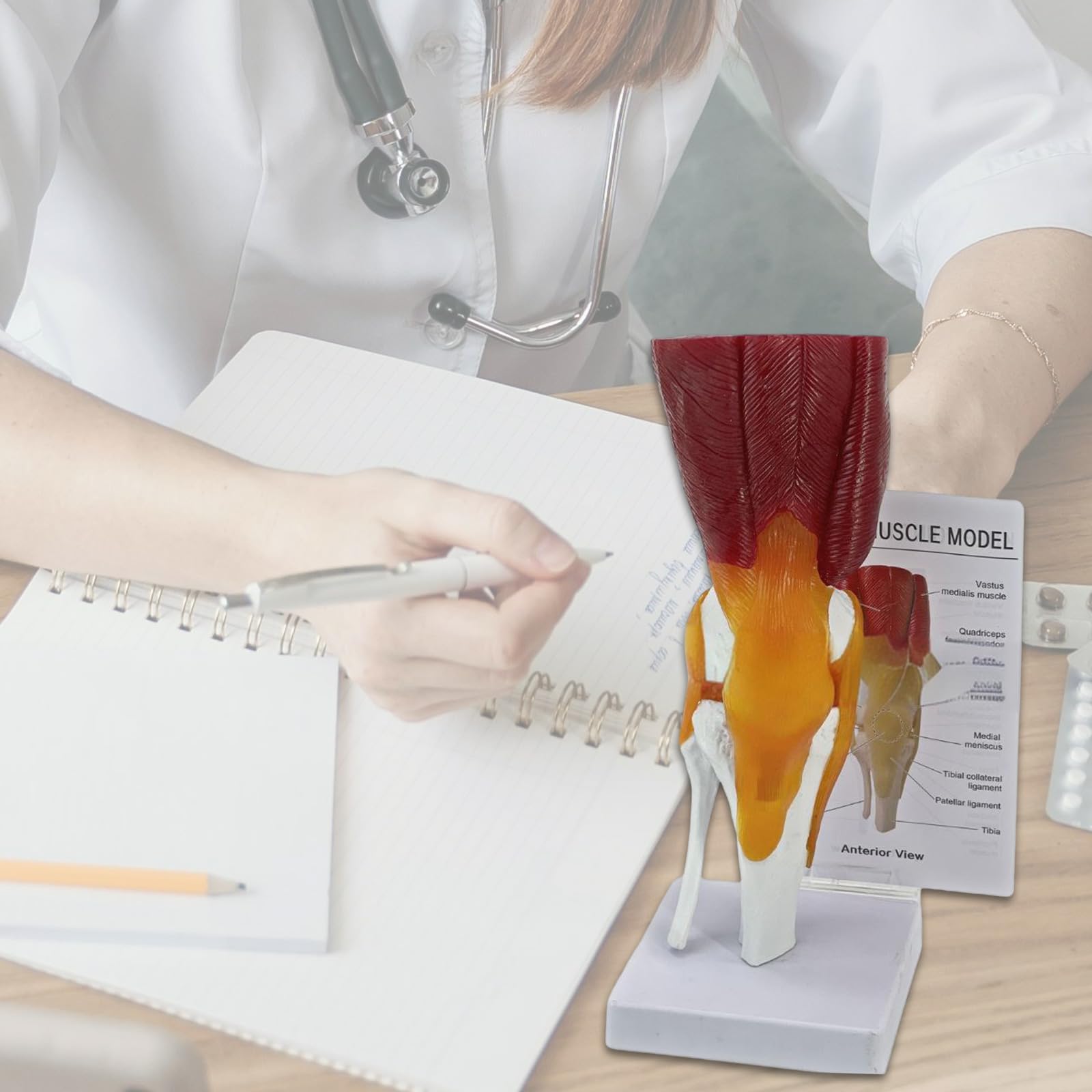 Anatomie-Modell für das menschliche Knie für Labor, Schule, Gelenkunterricht, Lexible mit Bändern, Anatomie, Schulbedarf