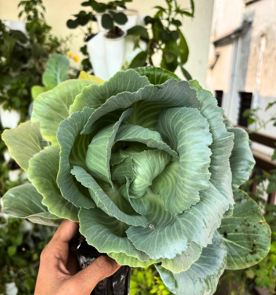 Green Warrior Aeroponics Tower - Grow Fresh Food! -6 Green Warrior Aeroponics Tower - Grow Fresh Food! -6