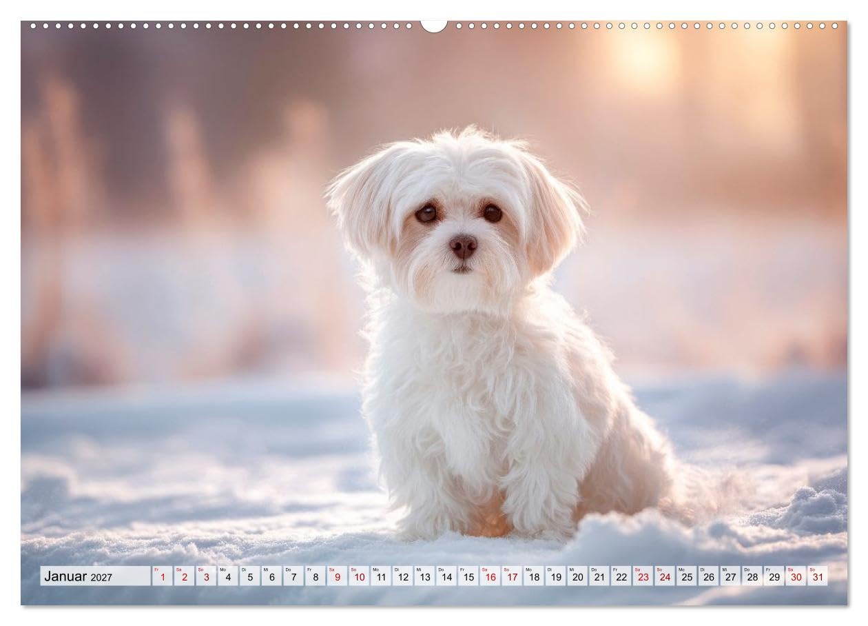 CALVENDO · Malteser - Hunde mit Herz und Charme (Kalender 2027) | DIN A2 Querformat · Wandkalender · Momente voller Anmut und Freude erleben