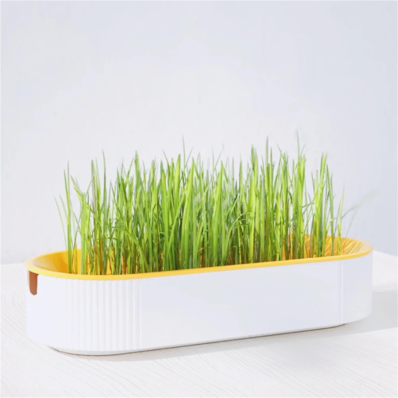 Hydrokultur-Katzengras-Box, Sprossenschale, Anzuchttopf, Keimung, Verdauung, Startergewächshaus, für Mikrogrün, Weizengras, Gelb, 10 Stück