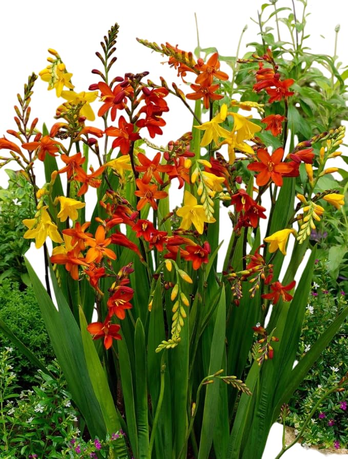 Crocosmia Bulbs Montbretia Crocosmia Corms Crocosmias Flowers Tubers, Bloom Summer - 25 Mix...