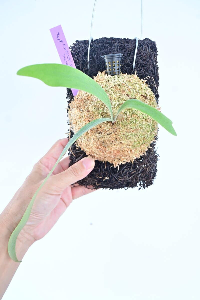 Amazon.co.jp: P.willinckii cv.baileyi OC(P.willinckii Dwarf
