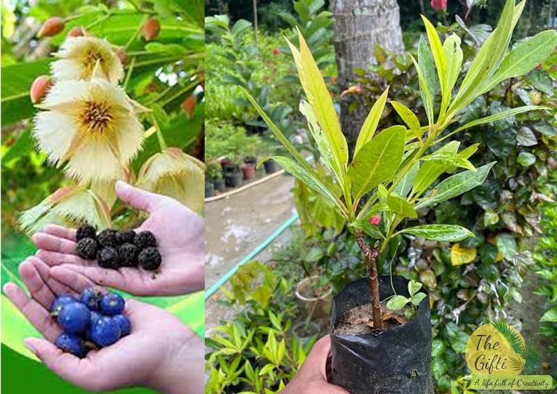 The Gifti ® रुद्राक्ष / Rudraksha Plant Original Vaiety Rudraksha Plant Healthy Hybrid Tree (pack Of 1) Live Medicinal Plants For Home Garden (B0CRR7FXF5) Amazon Price History, Amazon Price Tracker