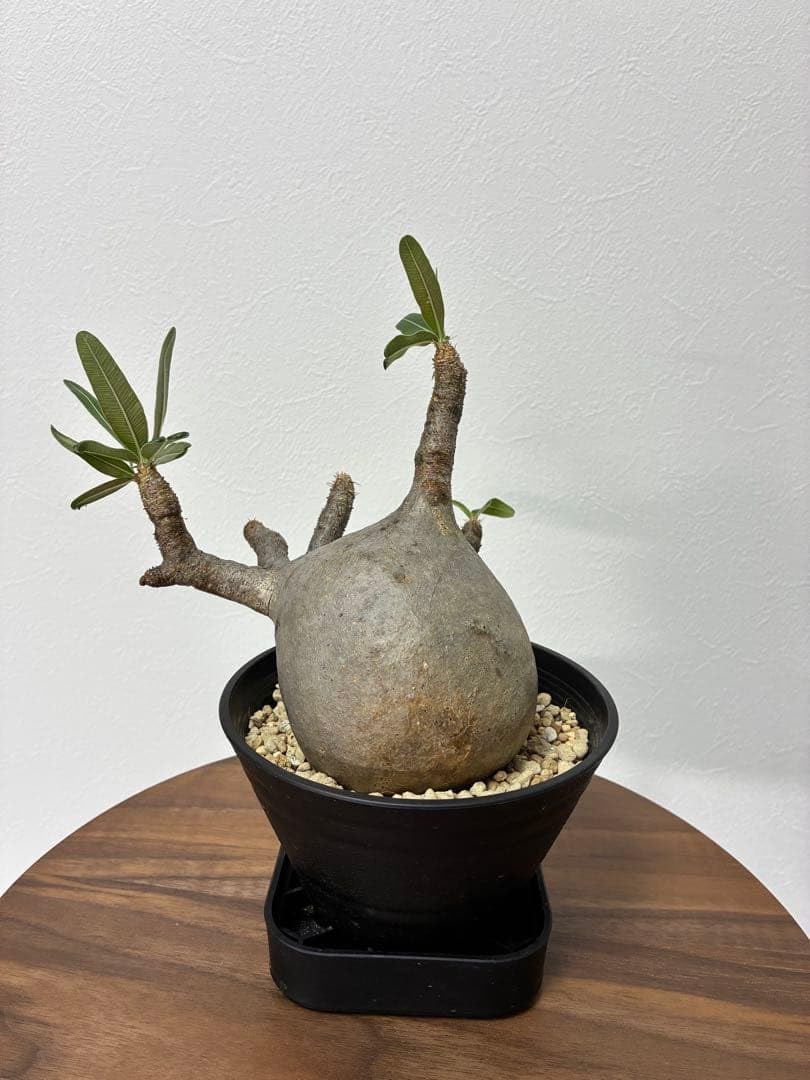 Amazon｜パキポディウム グラキリス 塊根植物 コーデックス(発根済