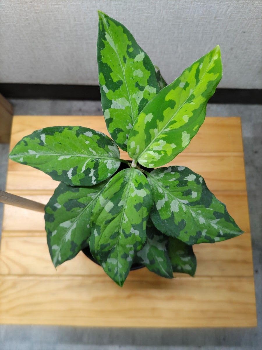 新品*希少！アーツアンドサイエンス日本初個展カンソックン漆塗器 希少