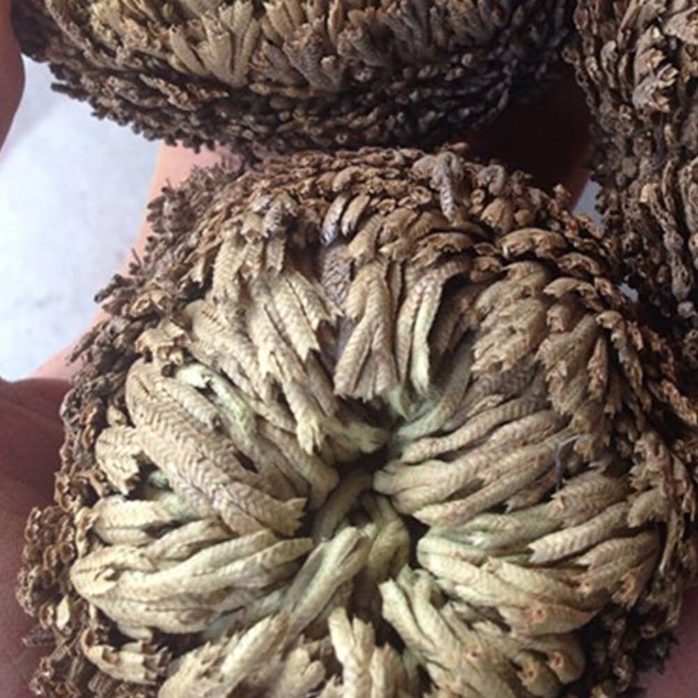 Rosa De Resurrección Aire De Helecho Spike Moss Live - Selaginella Lepidophylla Rosa Seca para Limpiar Suerte Y Prosperidad