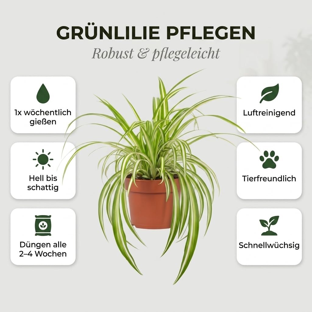 Grnlilie | 3er-Set | Chlorophytum | ca. 40-50 cm |  12-15 cm Topf | Pflegeleichte  Zimmerpflanzen fr Wohnung und Bro | Qualitt vom Pflanzen Profi | Ideale  Raumbegrnung : Amazon.de: Garten
