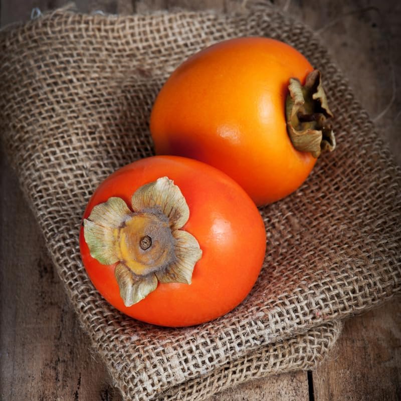 Persimmon Tree Live Plant in 3 Gallon Pot, 2 Years-Old Sweet Persimmon Tree for Garden Planting, No Ship to CA