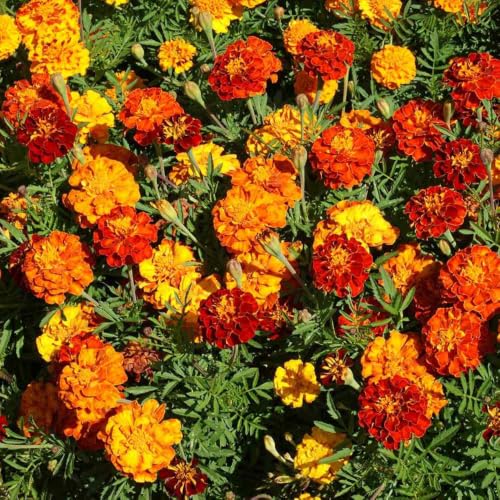 Outsidepride French Marigold Seeds Mix - 1/4 Lb. Annual, Compact, Heat & Drought Tolerant Flower Seeds for Planting w/Orange & Yellow Prolific Blooms, Ideal for Vibrant Pollinator Gardens