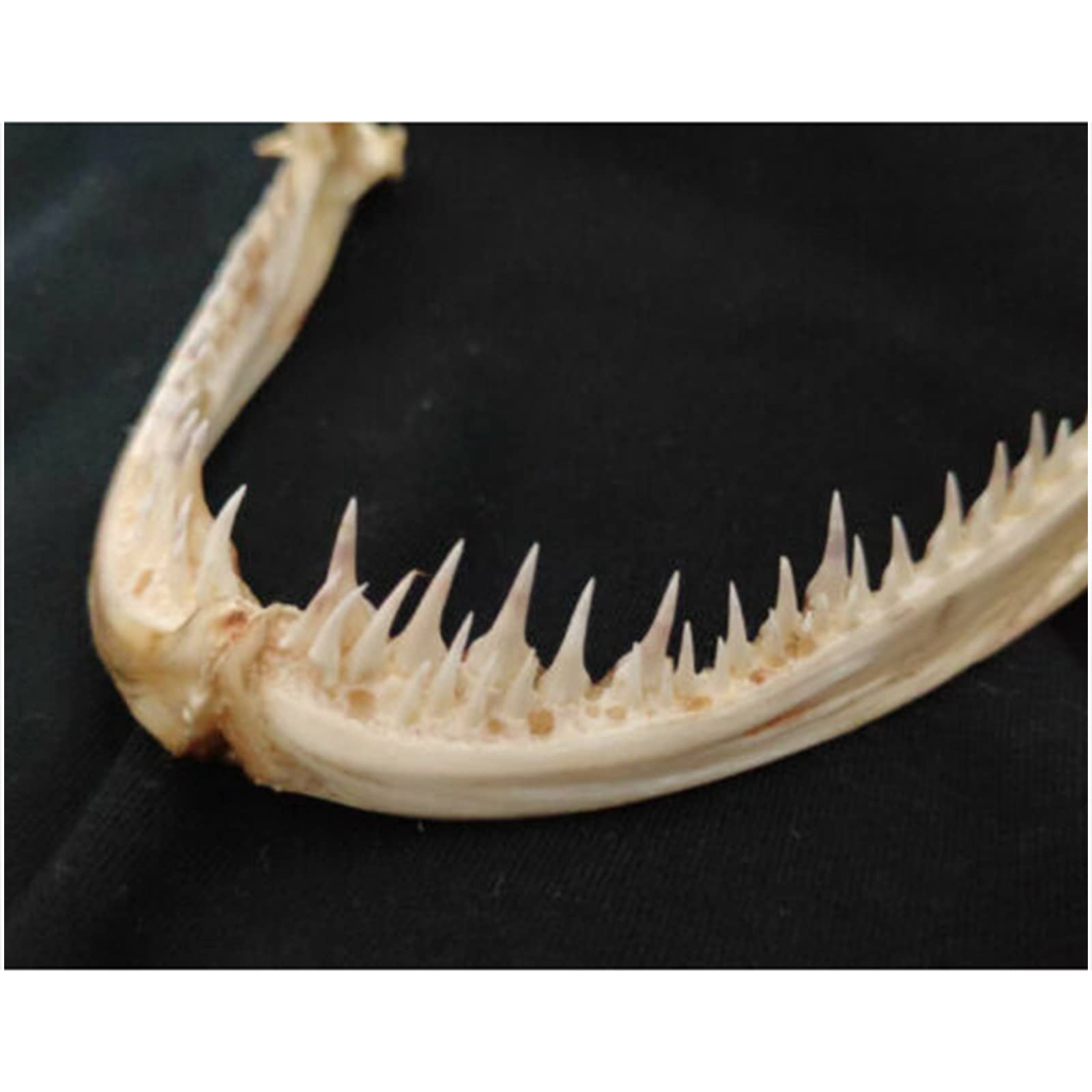 Monkfish Mouth Bone Model Monkfish Mouth Specimen Taxidermy Supplies Art for Veterinary Teaching Study,Bar Home Decoration Art Collection