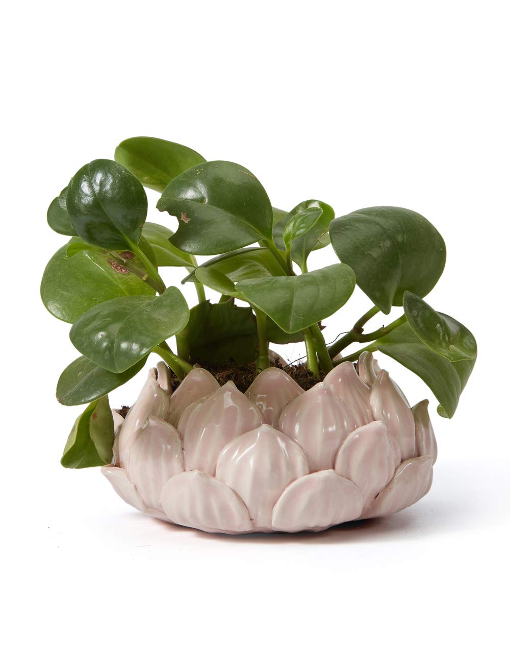SEINHIJO Ceramica Vaso per Fiori Succulento Regali Statuetta Fiori Scultura Figurina Animale Statua Moderna Decorazione Arte Casa Ornamento Soprammobili Rosa 15cm