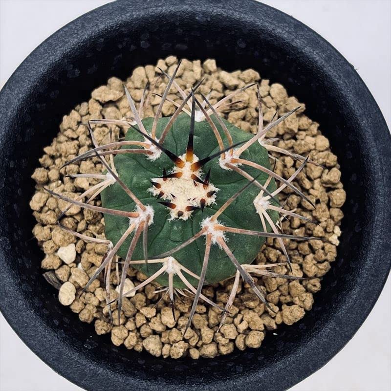 Amazon.co.jp: サボテン ギムノカリキウム 天平丸 : DIY・工具