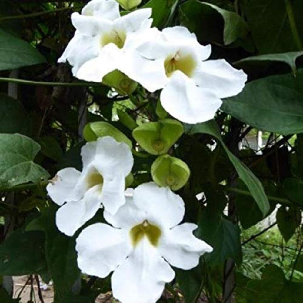 Plant Nursery Online Thunbergia White Plant (Pack of 2) Live Plants