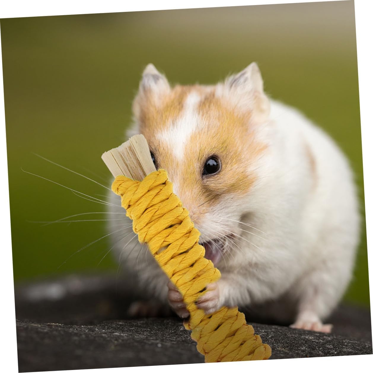 POPETPOP 20pcs Small Animal Chew Molar Sticks Natural Rods for Hamsters Rabbits Guinea Pigs Pet Teething Chew Treats for Dental Health and Cage Use