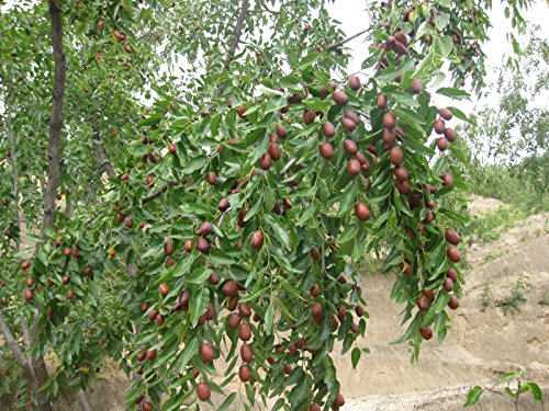 5 JUJUBE CHINESE DATE TREE SEEDS HEALTHY!! #1153