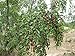 5 JUJUBE CHINESE DATE TREE SEEDS ** HEALTHY!! #1153