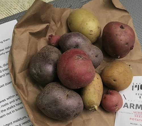 Miniatura 2 de Patatas de siembra para plantar al aire libre, mezcla de rojo, amarillo morado en el interior, papas tradicionales de 2 libras, fáciles de plantar