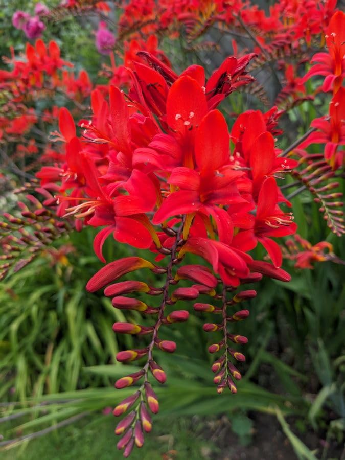 Crocosmia x 'Lucifer' - Montbretia X 40 Seeds Cottage Garden Plant