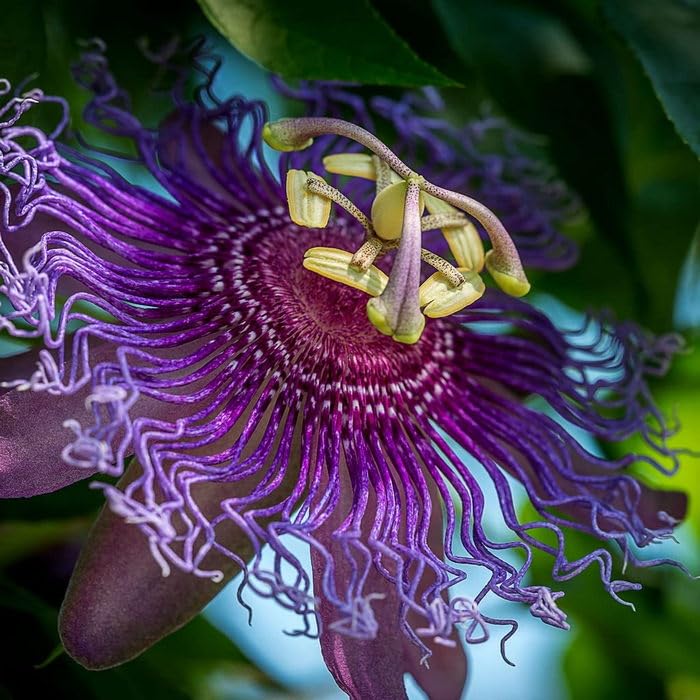 OhhSome Purple Passion Plant - Krishna Kamal Vine | 1 Live Healthy Flora(1 Plant) (B0C7VQRSMT) Amazon Price History, Amazon Price Tracker