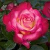 Heirloom Roses Rose Bush - The Dick Clark Grandiflora Plant, Live Plants for Outdoors, Multi Colored Own Root Bushes for Planting, One Gallon Potted Outdoor Flowers