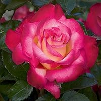 Vista 1 de Heirloom Roses Planta de rosas - Dick Clark Multi Rose Bush, Grandiflora Planta viva para plantar al aire libre