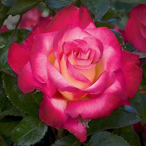 Heirloom Roses Planta de rosas - Dick Clark Multi Rose Bush, Grandiflora Planta viva para plantar al aire libre
