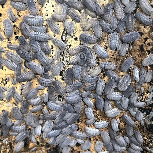 Exo-Morphs Live Armadillidium peraccae Isopods - Assorted Sizes - Terrarium Cleaner Crew - Live Arrival Guaranteed (12 ct.)