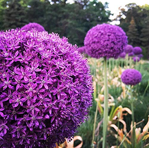 100 Giant Allium Allium Semi Giganteum viola Allium Giant ornamentale Cipolla