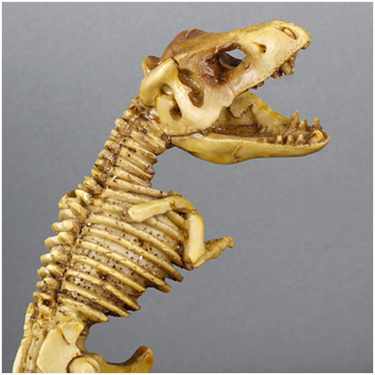 Jurassic-Dinosaurier-Statue, Dinosaurier-Harzmodell, Dinosaurierskelett, Tiermodell – Simuliertes Skelett-Harz-Fossil-Probenmodell – Harzhandwerk, Persönlichkeitsdekorati(Tyrannosaurus)