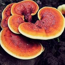 100 Red Reishi Mushroom Spawn Plugs/Dowels to Inoculate Logs or Stumps to Grow Gourmet and Medicinal Mushrooms - Grown Your Own Ganoderma lingzhi