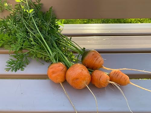 Miniatura 4 de Semillas Carrot Paris Market - Vegetales tradicionales - Sin OMG