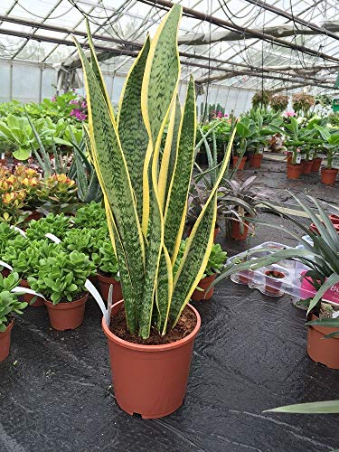 Sansevieria Laurentii Houseplant. 55-65cm Tall. Snake Plant