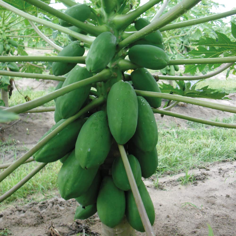Papaya Plants. 'Sunnybees'. Tasty Tropical Fruit. Exotic Plant. 2L Plant. Available from Bedwen Plants.