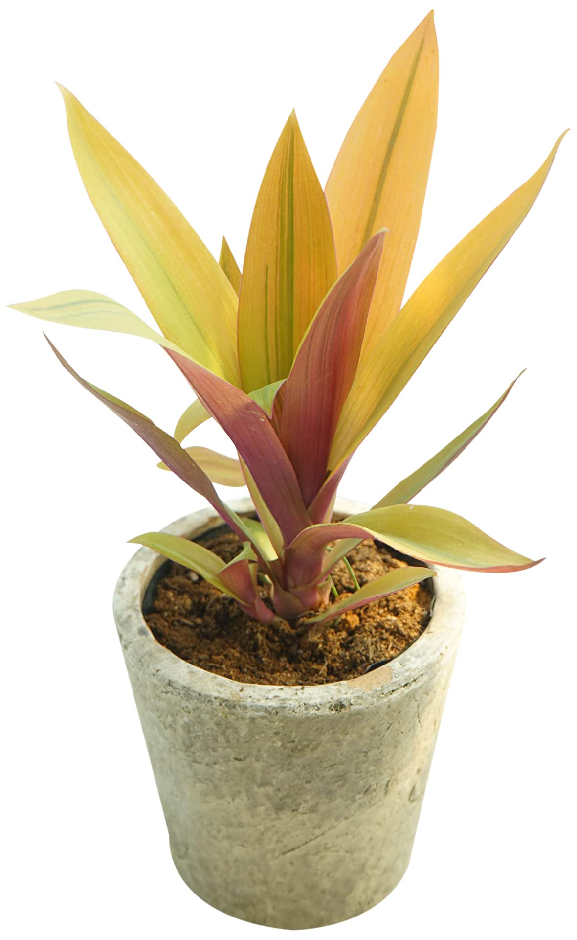 万年青　皇帝 Amazon | 観葉植物 ムラサキオモト イエロースター 10.5cmポリポット苗
