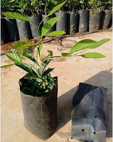 Miniatura 4 de WYNLBZQ 100 bolsas de polietileno para viveros y plantas gruesas, ecológicas, para jardín con agujeros transpirables, bolsa de plantación negra