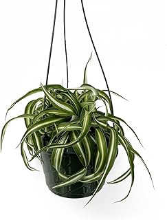 Spider Curly Spider Plant in Basket