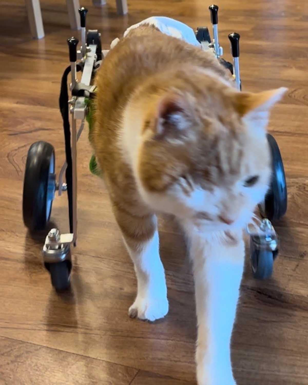 Chariot de transport pour chien paralysé et PMR à quatre roues