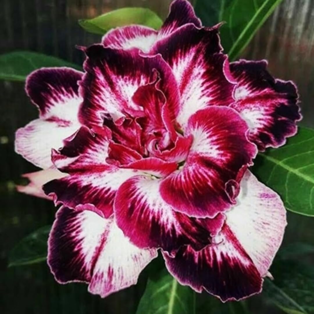 Floral Treasure Rare Desert Rose Exotic " VELVET CRIMSON " Adenium 10 Seeds Pack for growing (B0D2V6LS95) Amazon Price History, Amazon Price Tracker