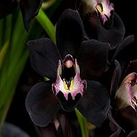 Vista 2 de Aceite de fragancia Midnight Orchid (nuestra versión de la marca) (botella de 32 onzas) para fabricación de velas, fabricación de jabón, fabricación