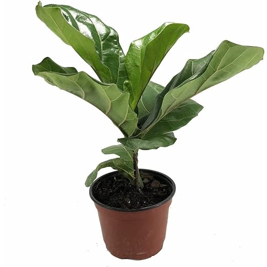 Ficus Lyrata Bambino Planta Natural Pequeña para la Casa