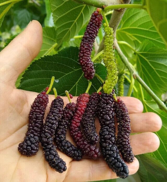 Pakistani Mulberry Red Giant Long 15 Fresh Seeds to Plant