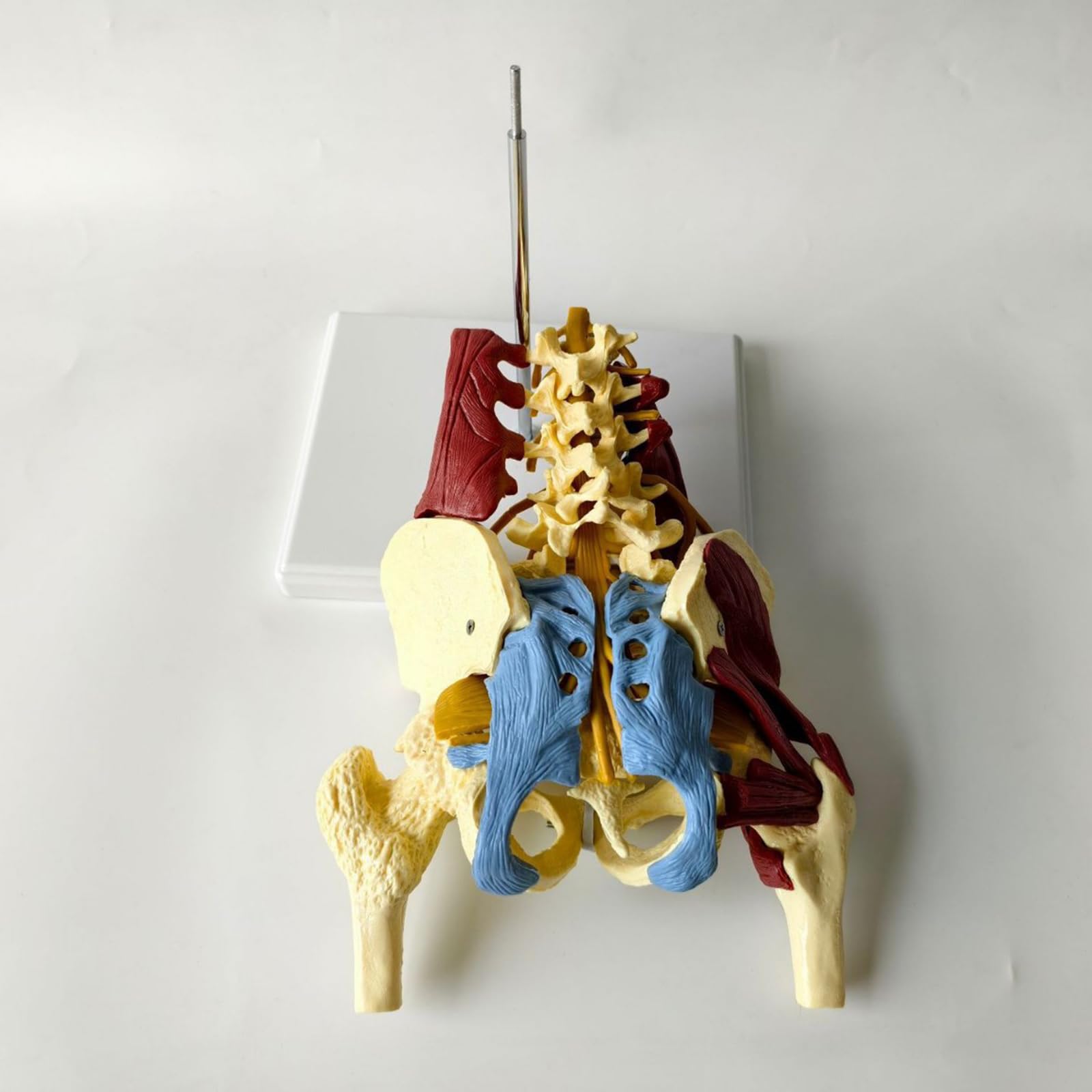 Proporzione adulta colonna lombare con muscoli e muscoli pelvici modello colonna vertebrale e modello scheletrico pelvico per educazione medica