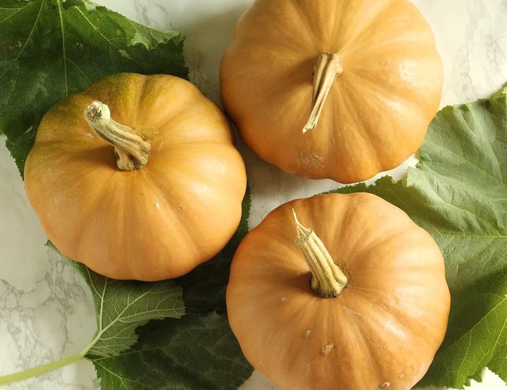 15 Seminole Pumpkin Heirloom Vegetable Seeds Patio, Lawn
