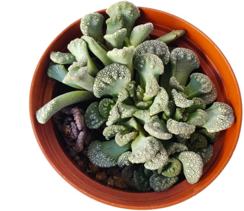 Miniatura 2 de Titanopsis Calcarea - Hoja de hormigón de 4 pulgadas, suculenta saludable, rara e inusual, viva de fácil cuidado, planta interior de casa,